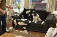 Why Dogs Bite and Destroy Furniture ?