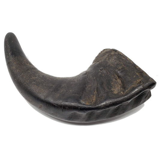 Open Range Water Buffalo Horn Small