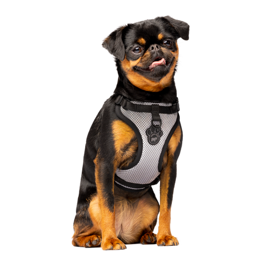 Canada Pooch Core Everything Harness Mesh Reflective L